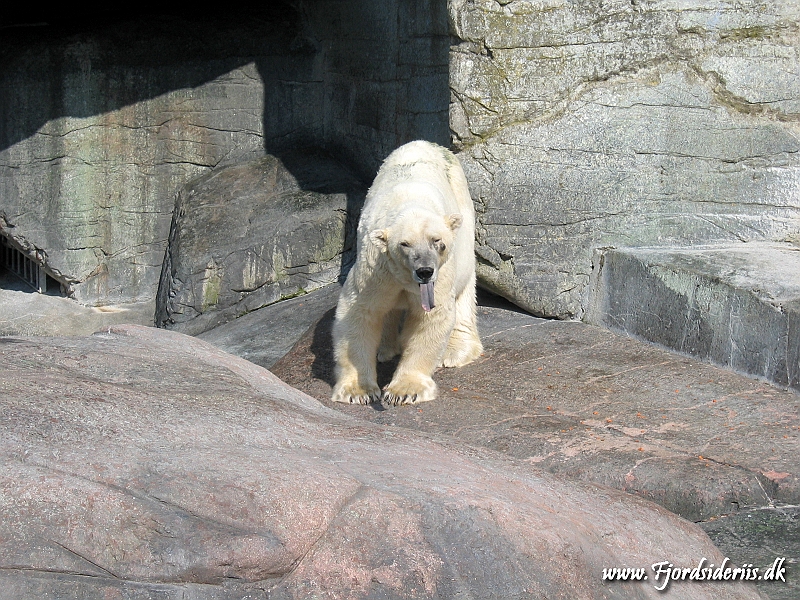 KBH zoo 190703 311.JPG